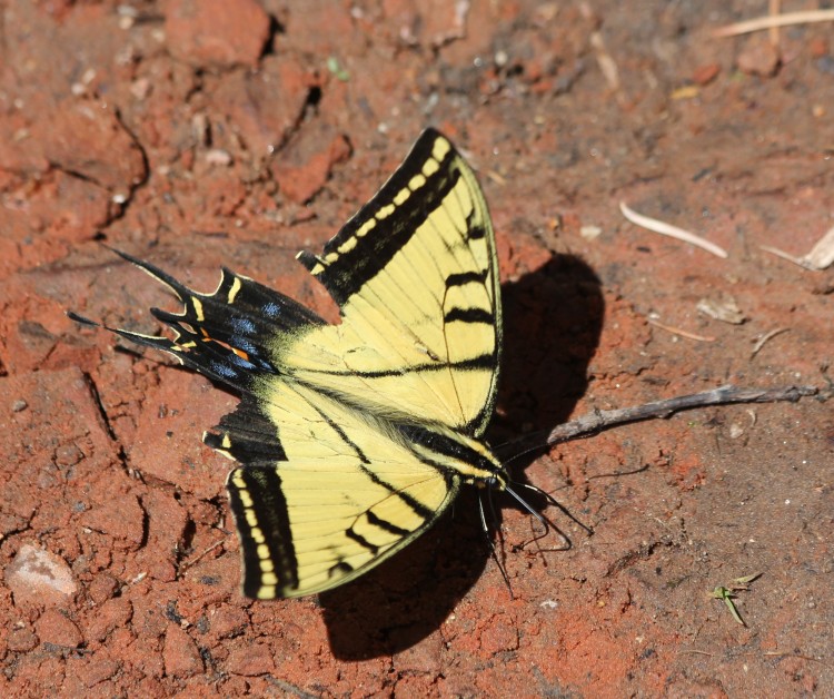 Two-tailed Swallowtail Butterfly